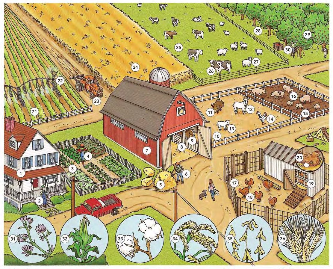 The Farm and Farm Animals