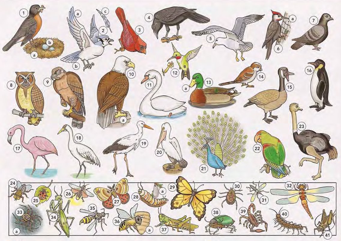 Birds and Insects