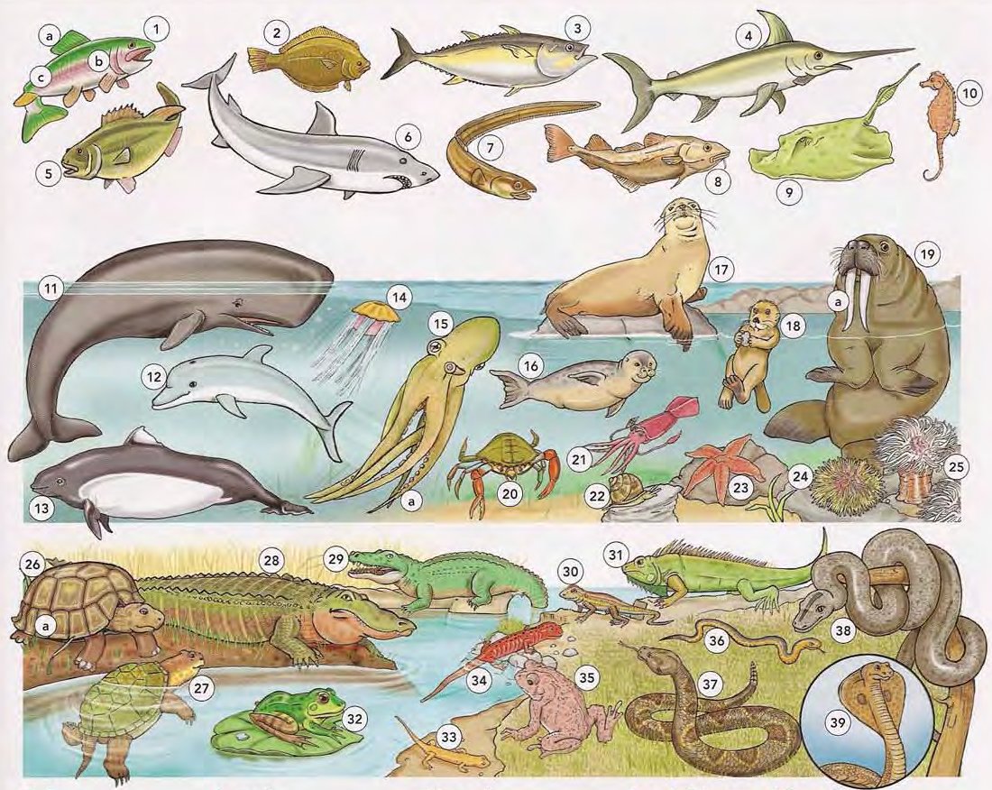 Fish, Sea Animals, and Reptiles